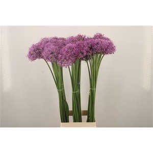 Allium Gladiator