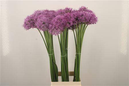 <h4>Allium Gladiator</h4>