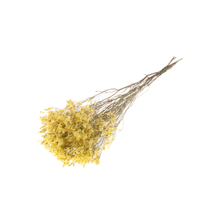 Statice Limonium Diamond Natural Yellow