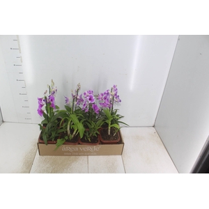 DENPHALAEN MINI P12 QUADRADO