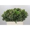 Pittosporum Ilan