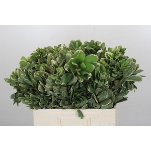 Pittosporum Ilan