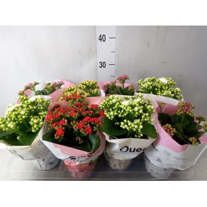 Kalanchoe blos.   ..rosebud mix GR