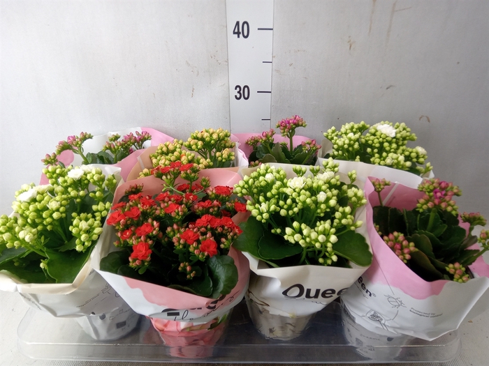 <h4>Kalanchoe blos.   ..rosebud mix GR</h4>