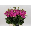 Dahlia Happy Hour