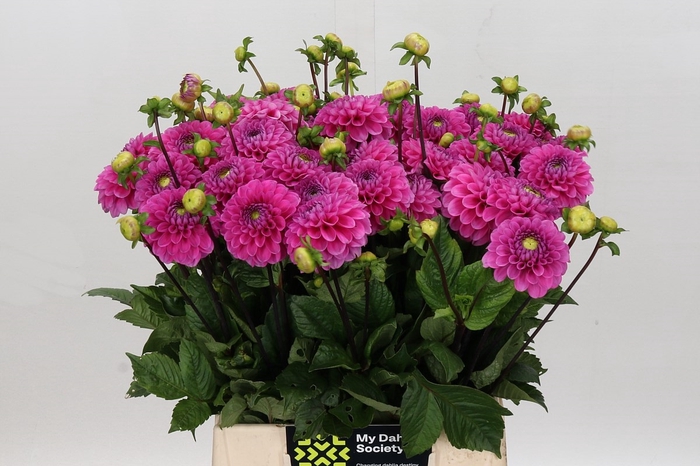 Dahlia Happy Hour