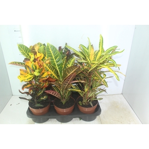 CROTON HIBRIDO VARIADO P17