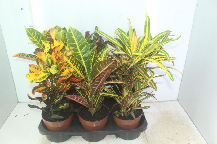 <h4>CROTON HIBRIDO VARIADO P17</h4>