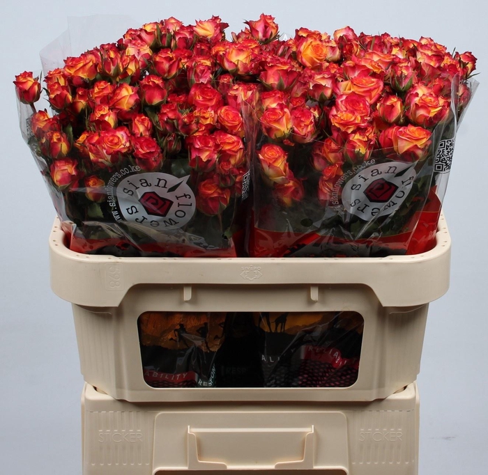 <h4>R TR LAND OF FIRE</h4>