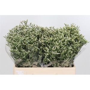 Lim Sin Sen P Colada