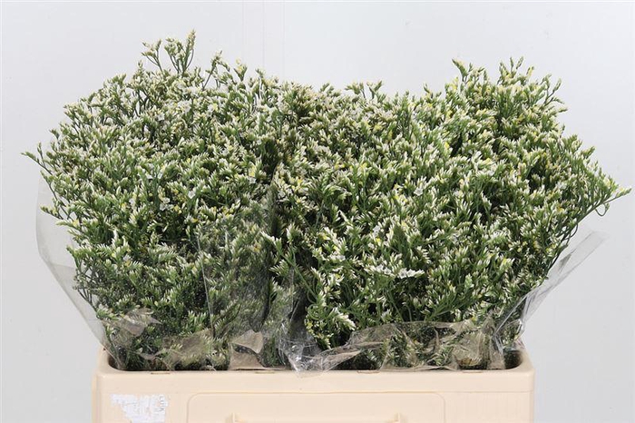 <h4>Lim Sin Sen P Colada</h4>