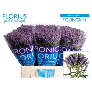 Veronica Smart Fountain Spray Florius