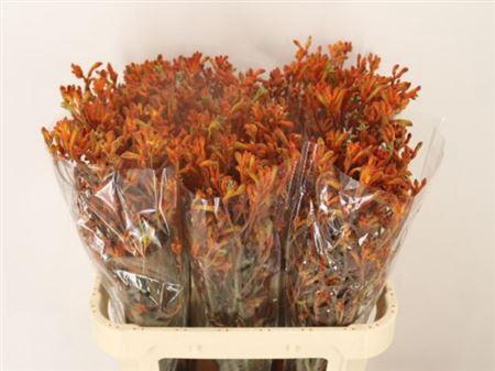 <h4>Anigoz Sienna Gold</h4>