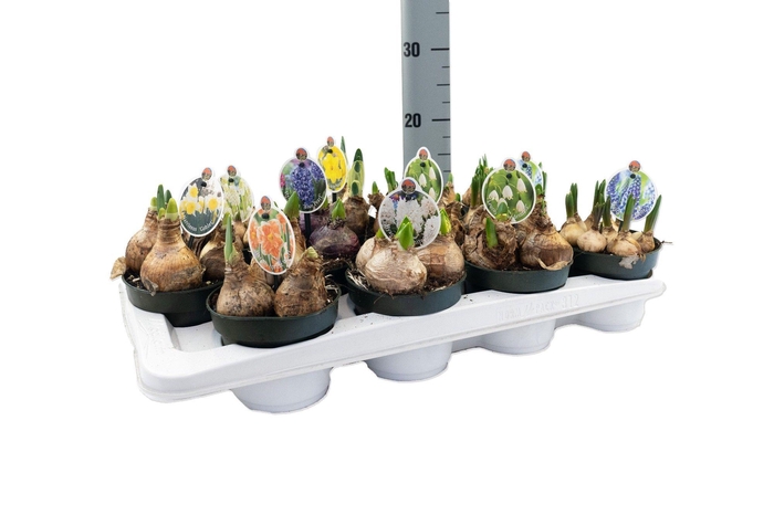 <h4>Bollenmix P12</h4>