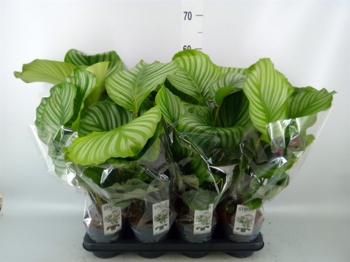 <h4>Calathea orbifolia</h4>