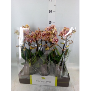 Phalaenopsis multi.   ...yellow