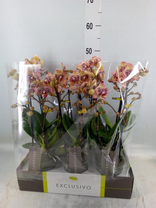 <h4>Phalaenopsis multi.   ...yellow</h4>