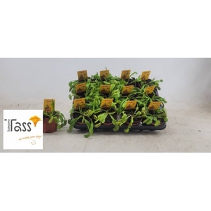 DIONAEA MUSCIPULA