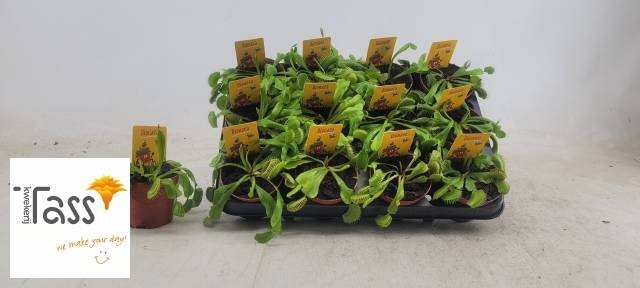 <h4>DIONAEA MUSCIPULA</h4>