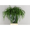 GRAS PANICUM FONTAINEN