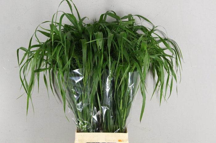 GRAS PANICUM FONTAINEN