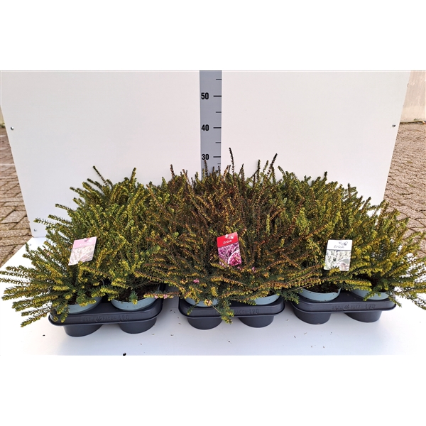 <h4>Erica x darleyensis mixlaag 2x10rood 1x10roze 2x10wit</h4>