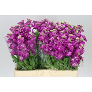 Matthiola Cerise