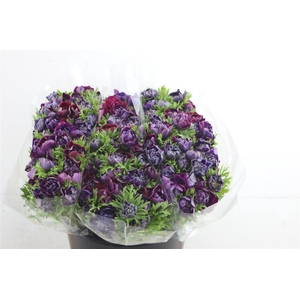 Anem Levante Wine 40cm