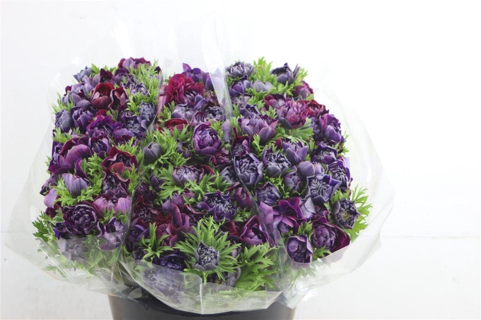 <h4>Anem Levante Wine 40cm</h4>