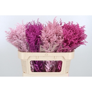 Solidago Kl Bh Pink Mix