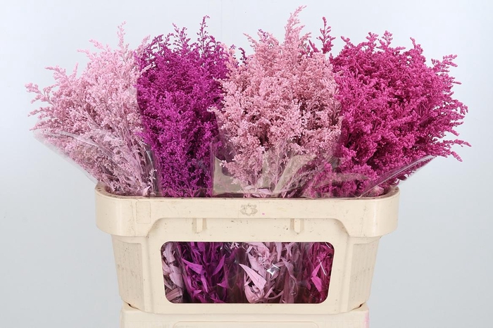 <h4>Solidago Kl Bh Pink Mix</h4>