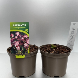 Astrantia 'Star of Passion'®