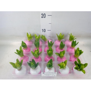 Hyacinthus orie.   ...waxed L%