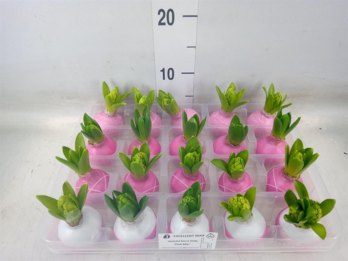 <h4>Hyacinthus orie.   ...waxed L%</h4>