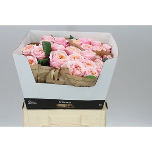 Rosa Gr Vip Notting Hill