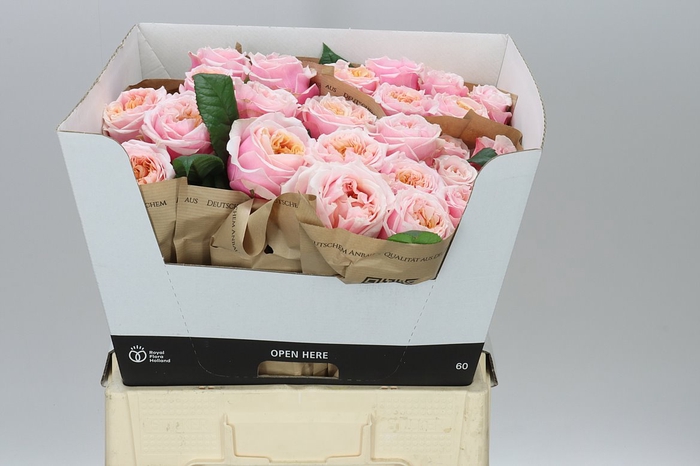 <h4>Rosa Gr Vip Notting Hill</h4>