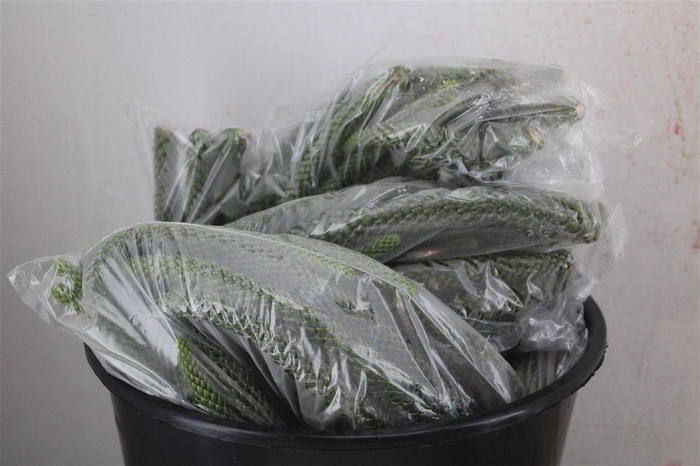 <h4>Araucaria Naturel P Bag</h4>