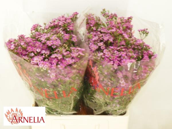 <h4>CHAME PURPLE RAIN</h4>