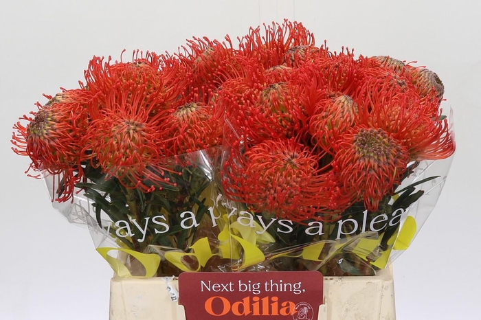 <h4>Nutans Succession</h4>