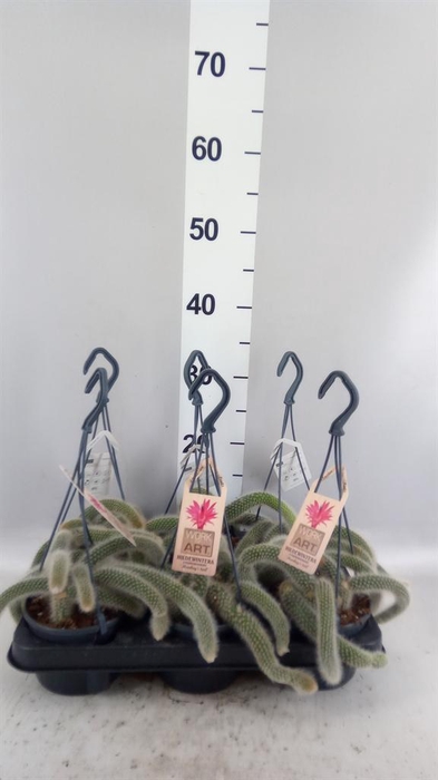 <h4>Cactus   ...</h4>