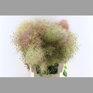 Cotinus Coggygria