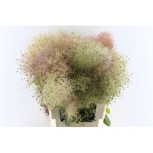 Cotinus Coggygria