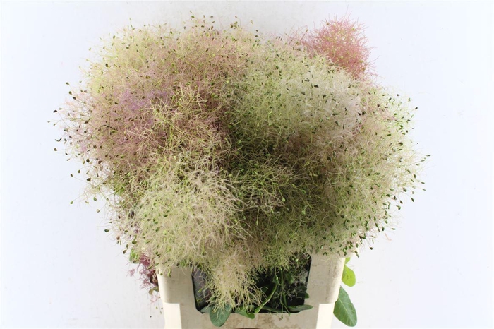 <h4>Cotinus Coggygria</h4>