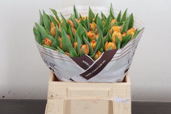 <h4>Tu Du Lorenzo</h4>