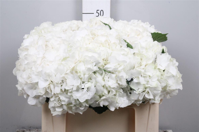 <h4>Hydr M My Akito</h4>