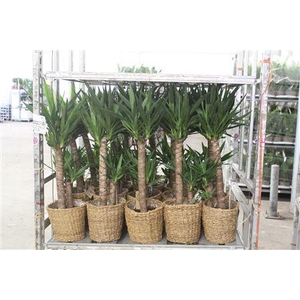 Yucca 60-30 Cm In Mand