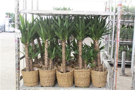 <h4>Yucca 60-30 Cm In Mand</h4>