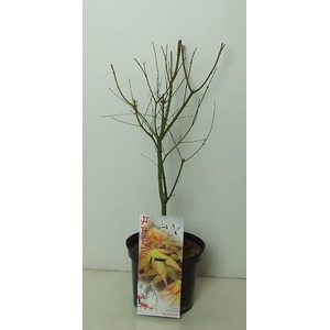 Acer palmatum 'Katsura' P19