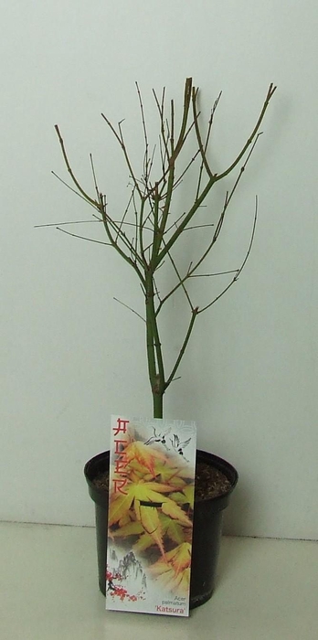 <h4>Acer palmatum 'Katsura' P19</h4>