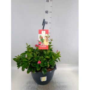 Mandevilla am. 'Sundav Red'